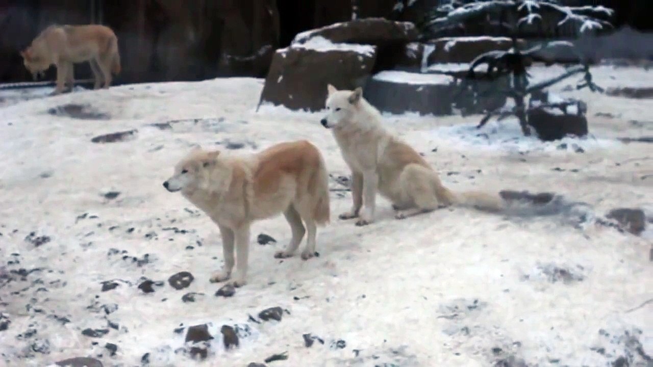 Lobos uivando no Zoo