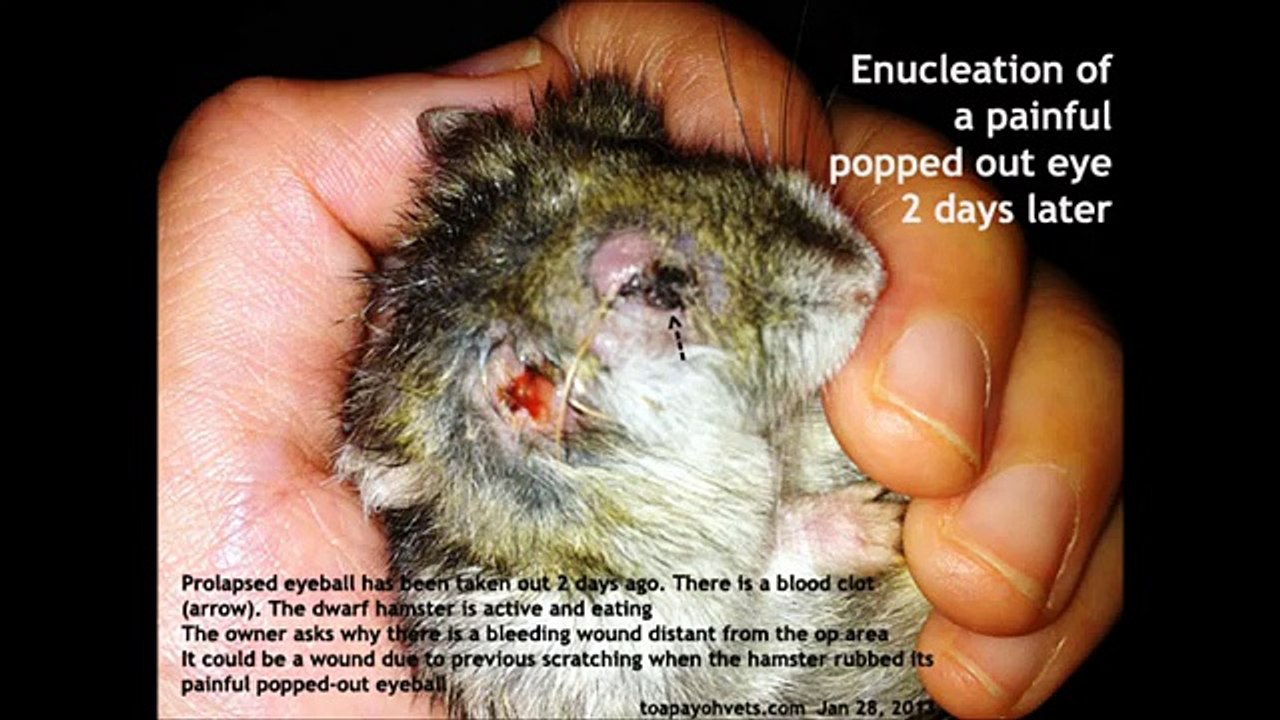 Enucleation hamster