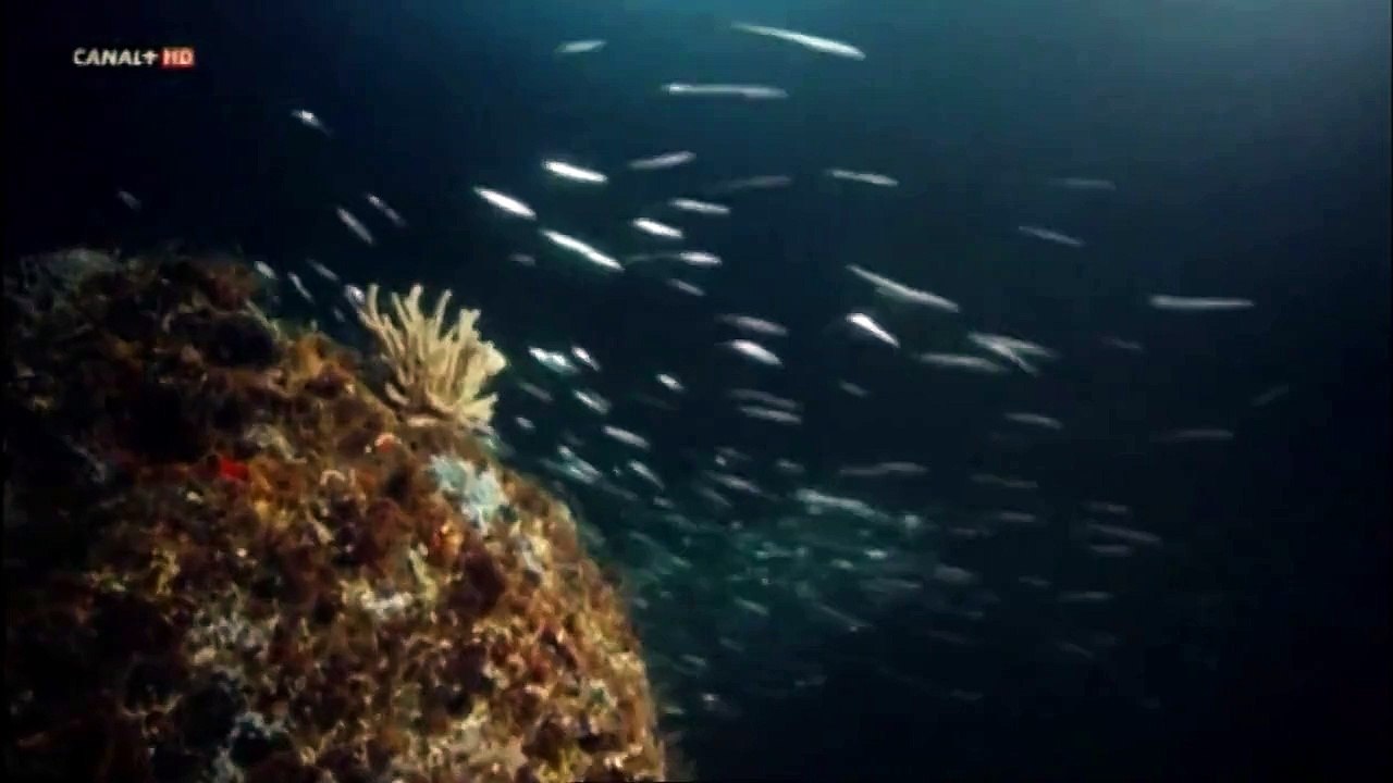 Calamares de Humboldt: Los demonios del Mar de Cortés