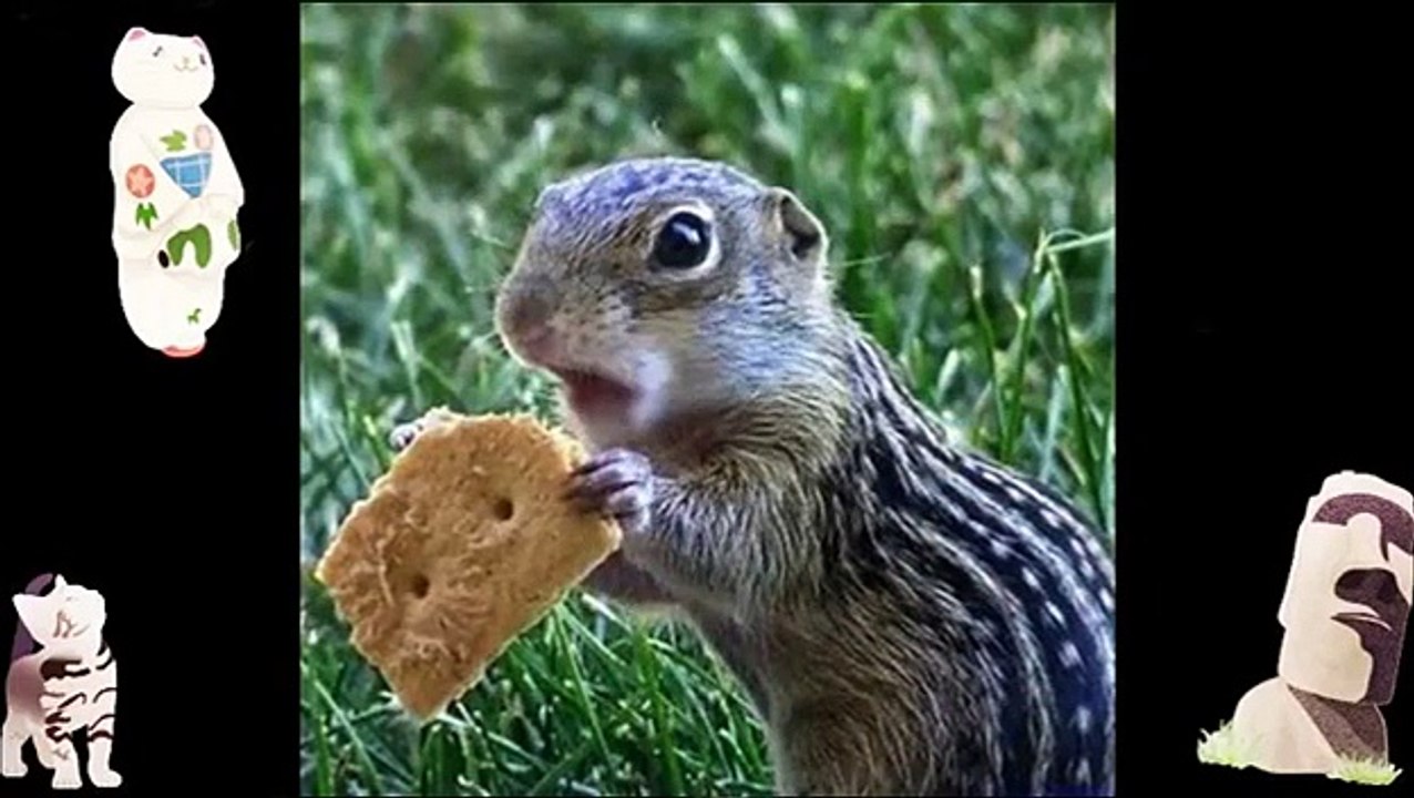 Animal V dio Com Animal Compilation Utub  Funny Animal Vid os   ally Funny Jok s