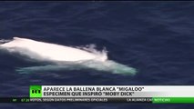 La ballena blanca Moby Dick existe y nada en las aguas de Australia