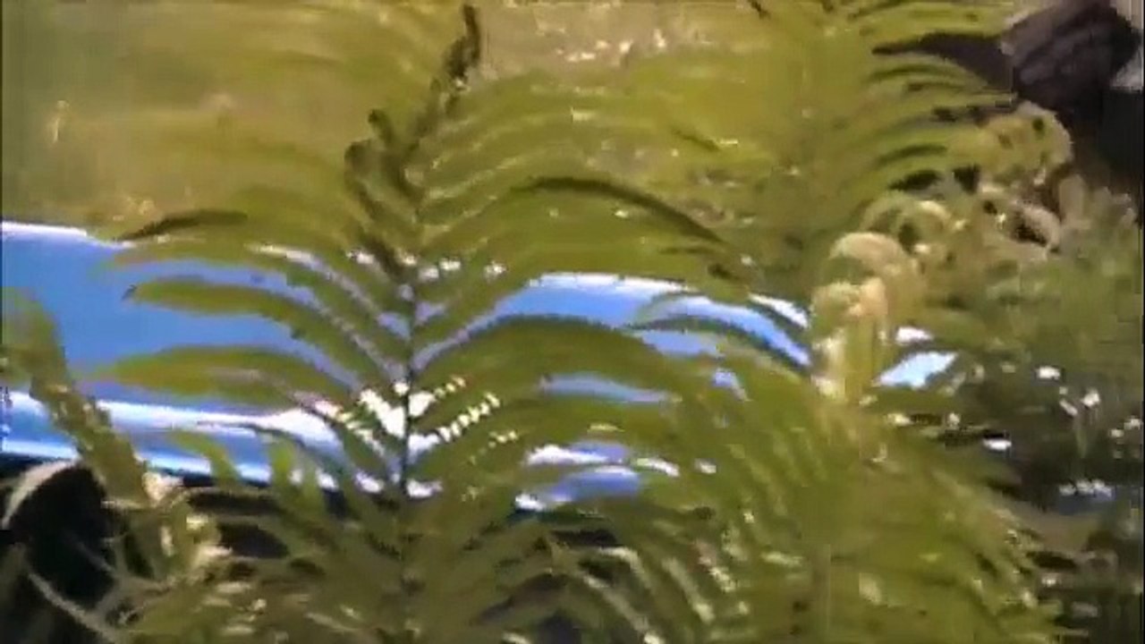 I Grieve, Peter Gabriel