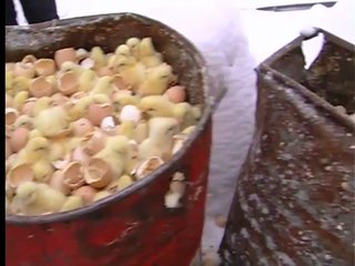 Всем смотреть !  Утилизация живых цыплят !  Модернизация по Путинско-Медведевски