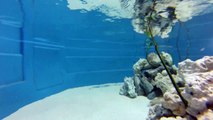 Pet Nurse shark, underwater video with Gopro Camera