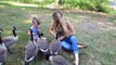 Feeding & Playing w. a Family of Wild Canada Geese we Have Been Caring for Since Their Mother Died