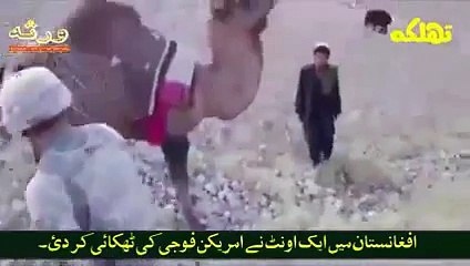 Afghanistan Mein Oont Ne American Fauji Ki Thukai Kar Di_ Must Watch