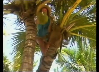 Laid Back - Sunshine Reggae