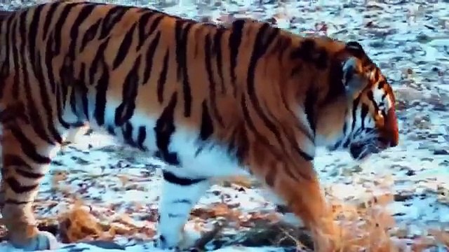 Animal Planet Discovery Channel Wild Life Animals Documentary 2015 National Geographic p5