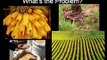 Genetically Modified Organisms: Truth About Frankencrops