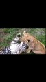 León Pequeño Jugando Con Tigre Pequeño