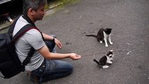 日本石卷田代島的小貓之3 - GF1 拍攝