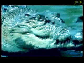 Animal Face-Off  Croc vs. the Great White.