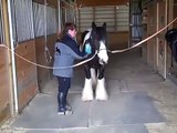 Well Trained Imported Gypsy Vanner Ride, drive, & Trick Trained