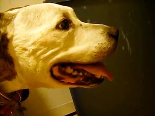 Dog has difficulty breathing