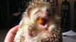 Cute hedgehog eating fruit FUNNY