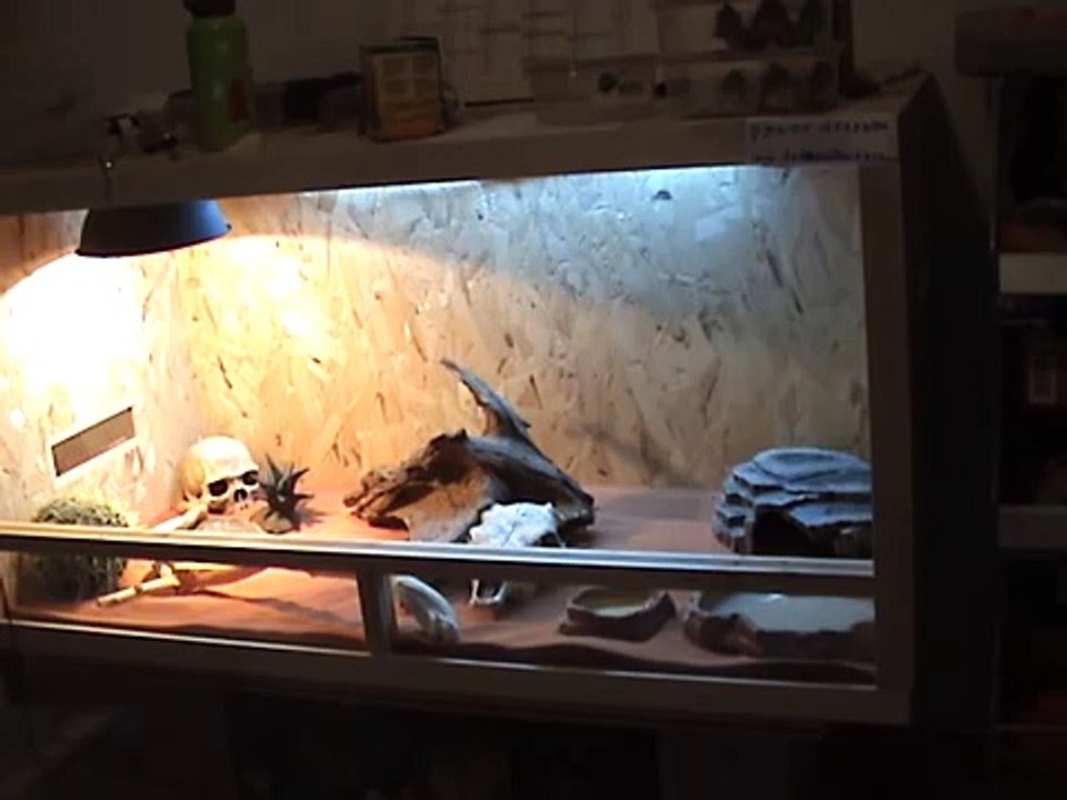 aménagement du terrarium pour pogona vitticepts