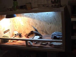 aménagement du terrarium pour pogona vitticepts