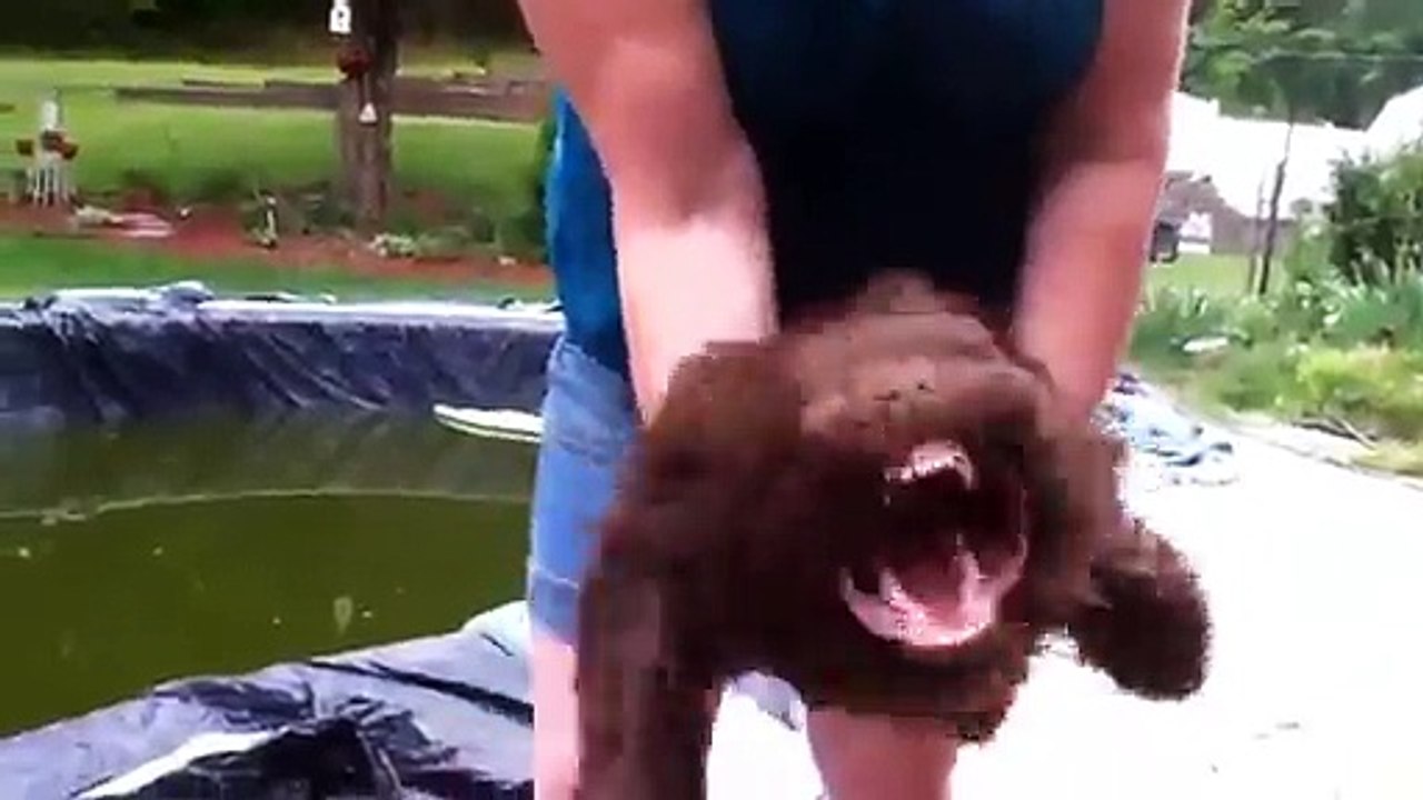 Funny Leaf Blower Dog