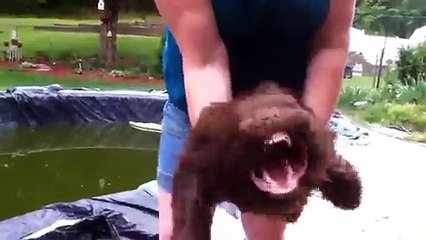 Funny Leaf Blower Dog