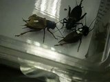 Gryllus bimaculatus crickets aggression and courtship behaviour