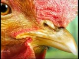 Types of chickens , انواع الدجاج  شاهدوا فيلم عن الدجاج