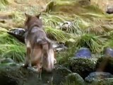 The Wolves of the Great Bear Rainforest