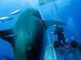 Deep Blue - The biggest great white shark ever filmed