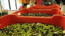 Olive Oil: How It's Made in Italy