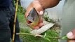 Piranha fish cuts a stick with its teeth outside of the water