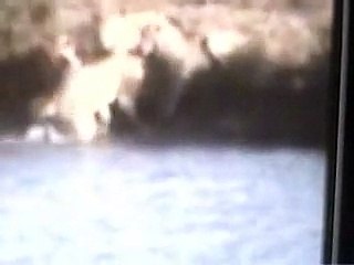 African Wild Safari Adventure