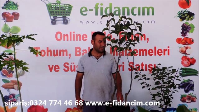 Tüplü Naşi Japon Armudu Fidanı Nedir Fiyatları Özellikleri