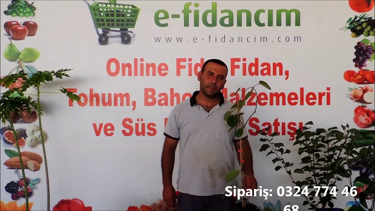 Kivi Fidanı Ağacı Özellikleri