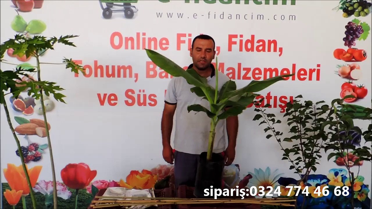 Muz Ağacı Fidanı Özellikleri ve Fidanı Satışı