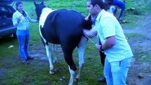 Breeeeding Animals   Animal matting  Horse matting   HD 2
