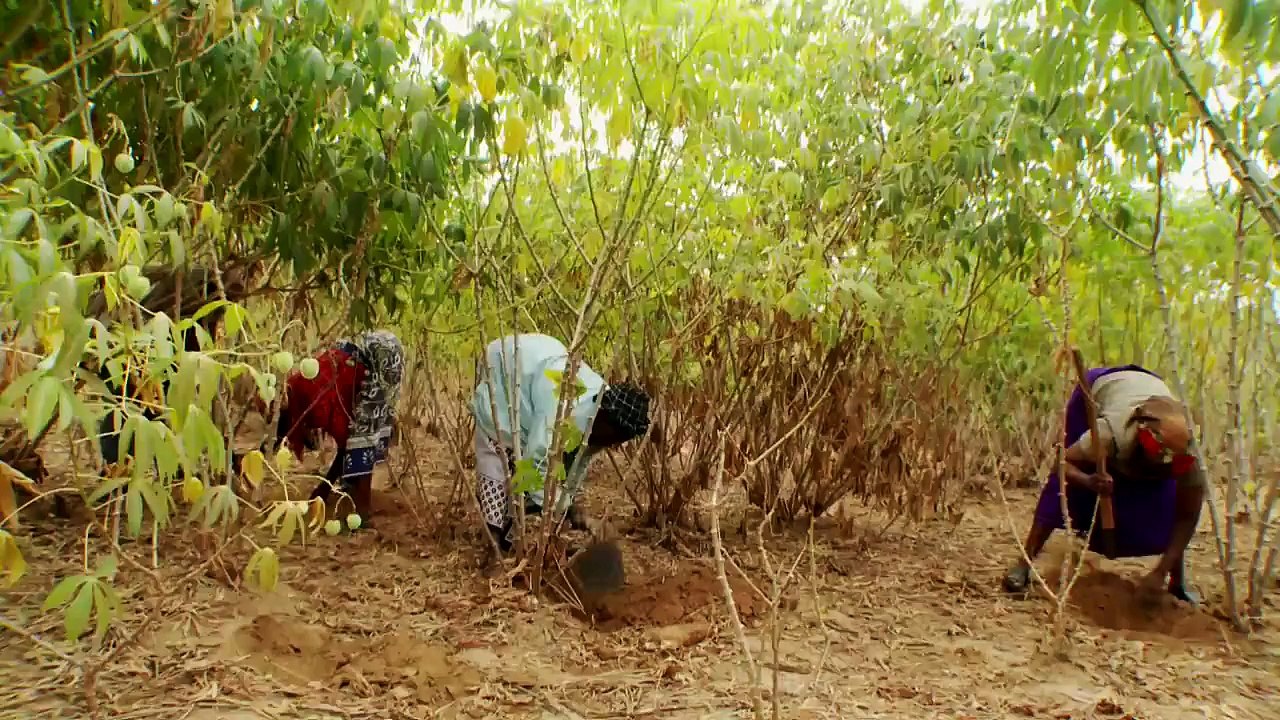 Mujeres cambian el destino de la casava en Kenya