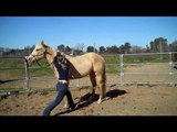 Jewels, Palomino Quarter Horse for sale *SOLD*