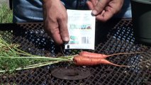 Growing Vegetables From Seeds : How to Sow Carrot Seeds