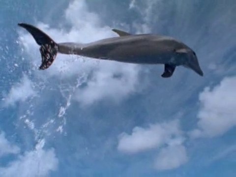 Dauphins, les danseurs de l'océan