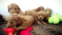 Cute Petite Goldendoodle puppies, 5 weeks old