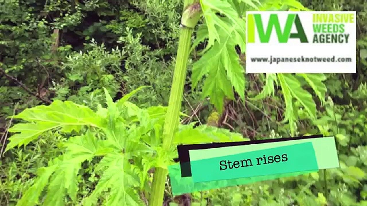 Giant Hogweed Identification- Spring, Summer, Autumn & Winter