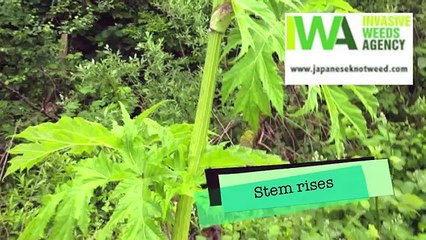 Giant Hogweed Identification- Spring, Summer, Autumn & Winter