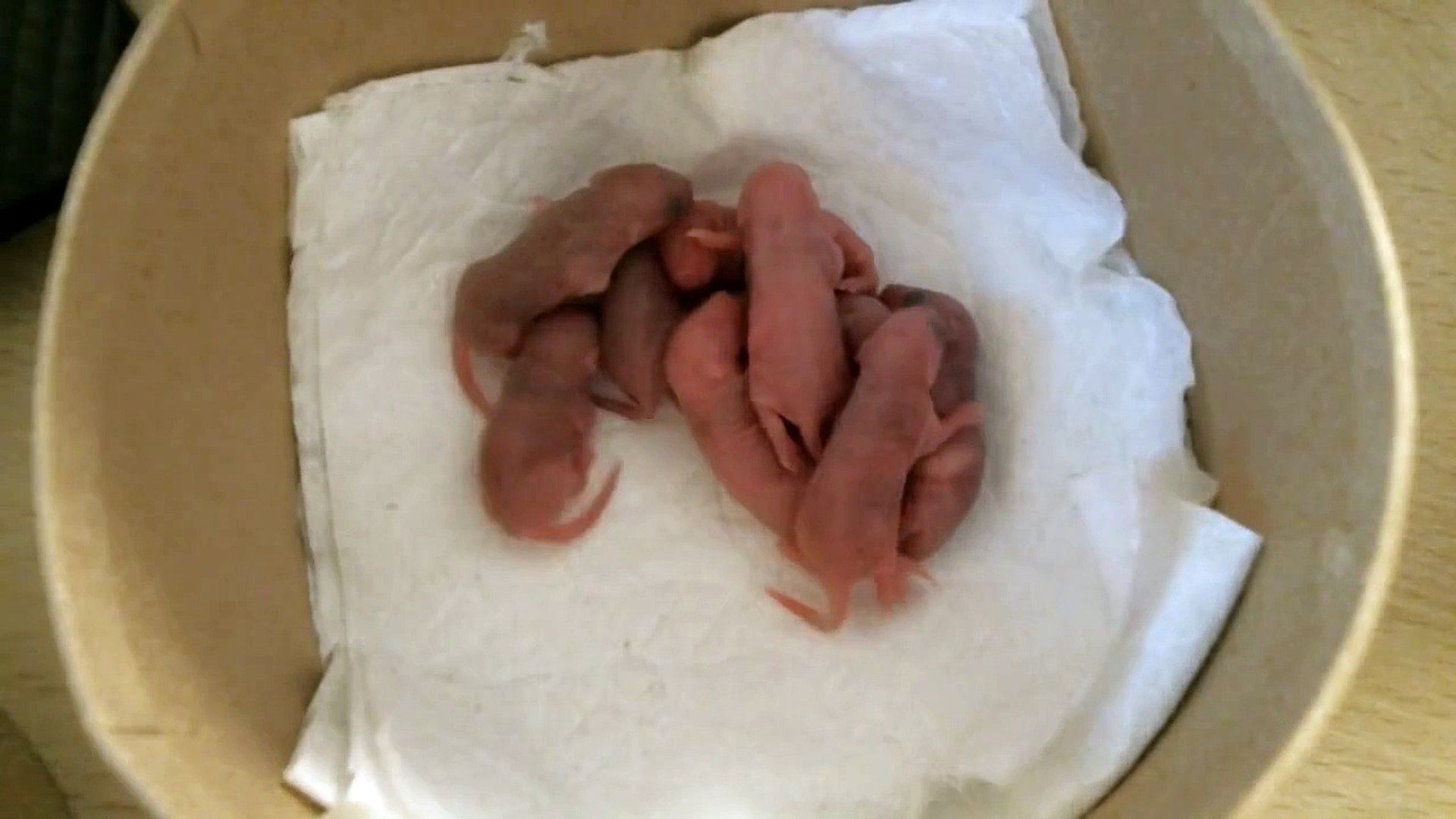 Cute Baby Mice Pinky First Day Video Dailymotion