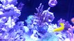 JBJ 30G Rimless Nano Marine Reef Aquarium Under D120 LED Lighting