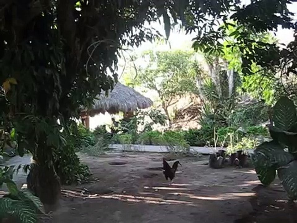 Flying Roosters