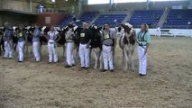 Spring Yearling Heifers - All-American Holstein Show