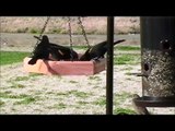 Wild birds at feeders