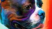 French Bulldog And Boston Terrier Art Portraits