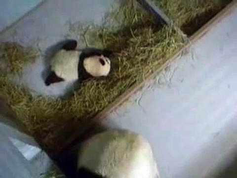 Lun Lun & Cub 12-01-06
