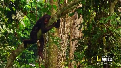 Monos cachondos