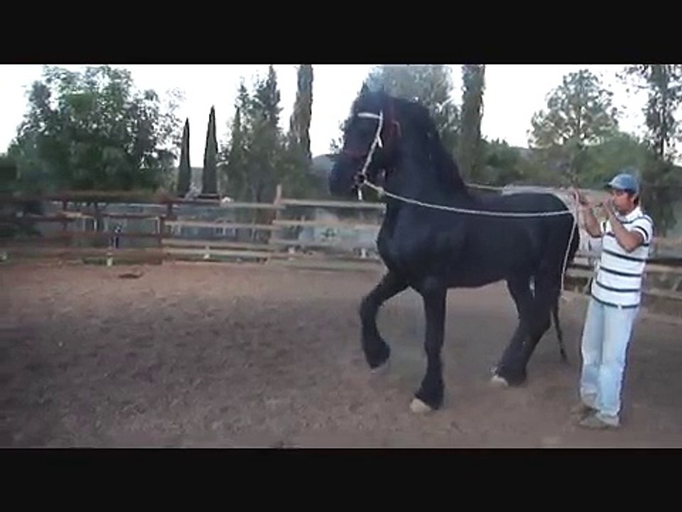 Caballo bailador